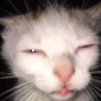 shuichiscatmeow