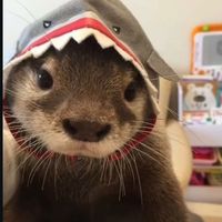 not.a.furry7