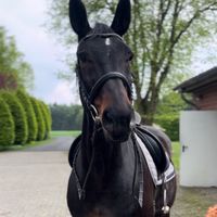 warmblutmitherz