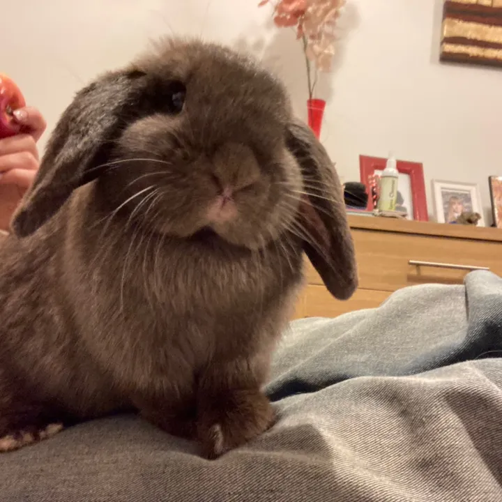 netherlanddwarfandloppy