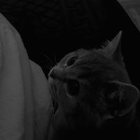 lale.lx