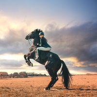 vivaequine_