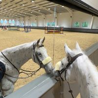 ralph.equestriannn