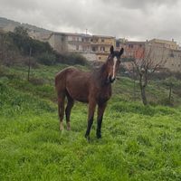 giovanni_org
