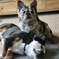 roccothefluffyfrenchie