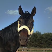 big_goofy_horse_g