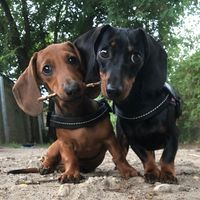 mango_and_milo