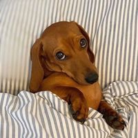 didi_wants.a.star