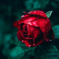 love_motivation_zone
