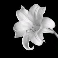 orhan_salwatore