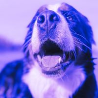 molly_mountainbea