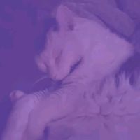 alex__k_mags_version_