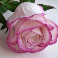 mara.isabel.ramre7