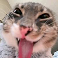 TikTok Account Photo