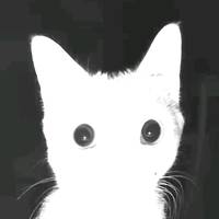 TikTok Account Photo