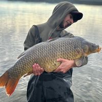 v.d_carp