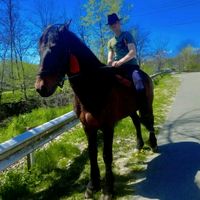 andreibunget591