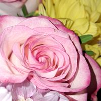mia_star6
