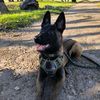 vaiko.malinois
