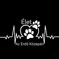 elet_az_erdo_kozepen