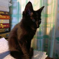 lucsbooks