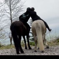just.icelandic.horses