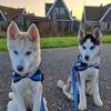 huskiesleolibra