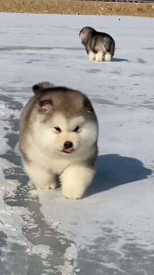 TikTok video thumbnail by _small_and_cute_