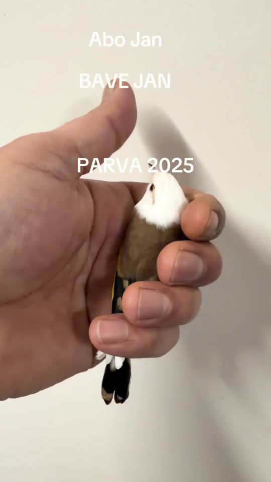 TikTok video thumbnail by khalafabojan