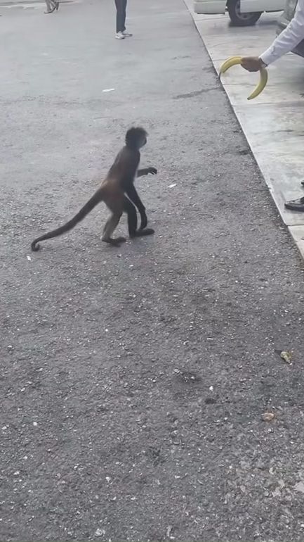 TikTok video thumbnail by hairyballs445
