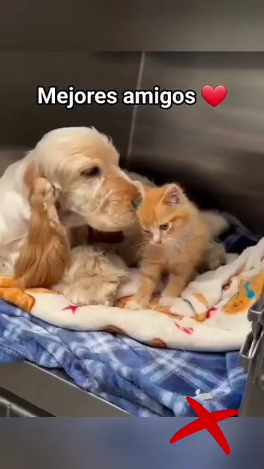 TikTok video thumbnail by dani13vz