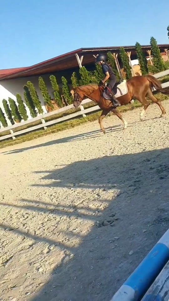 TikTok video thumbnail by martx_equestrian