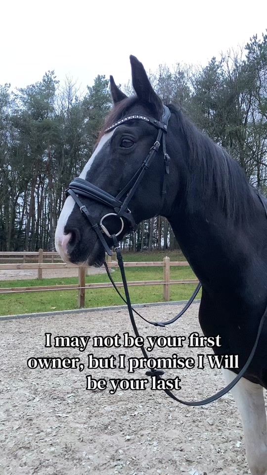 TikTok video thumbnail by dc__horses