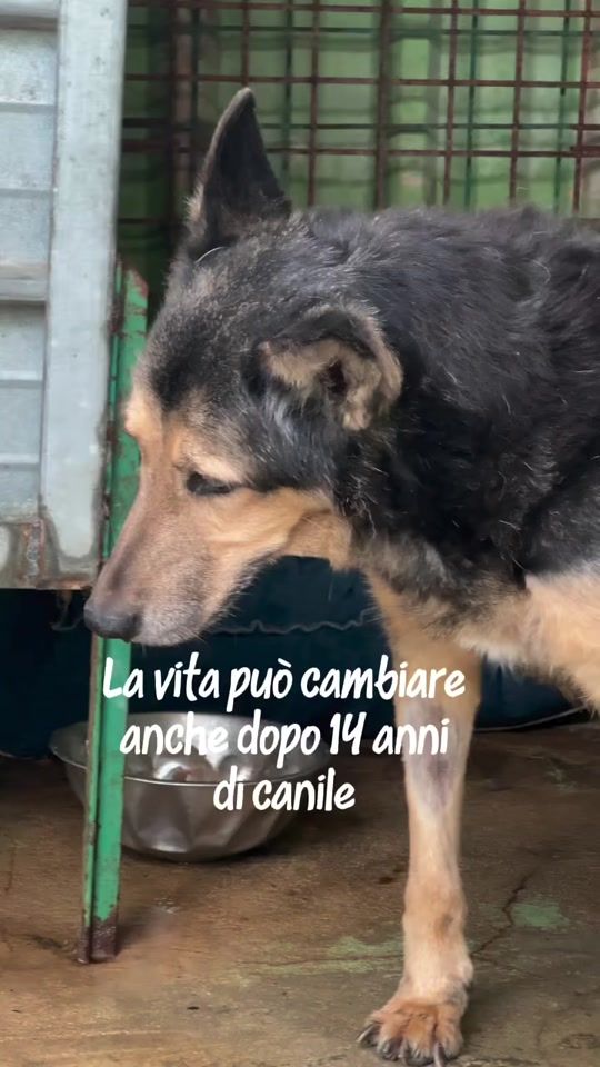 TikTok video thumbnail by cuore.animale