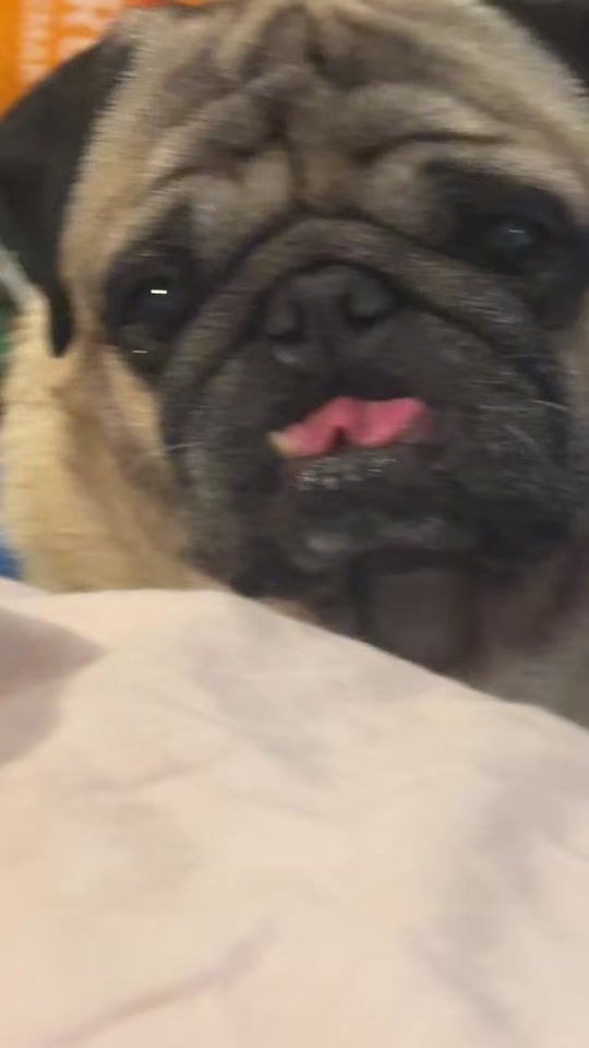 TikTok video thumbnail by abstractexpressionist