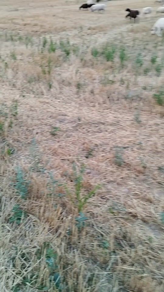 TikTok video thumbnail by colcoliso