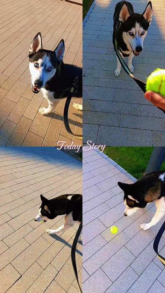 TikTok video thumbnail by dogfather0804