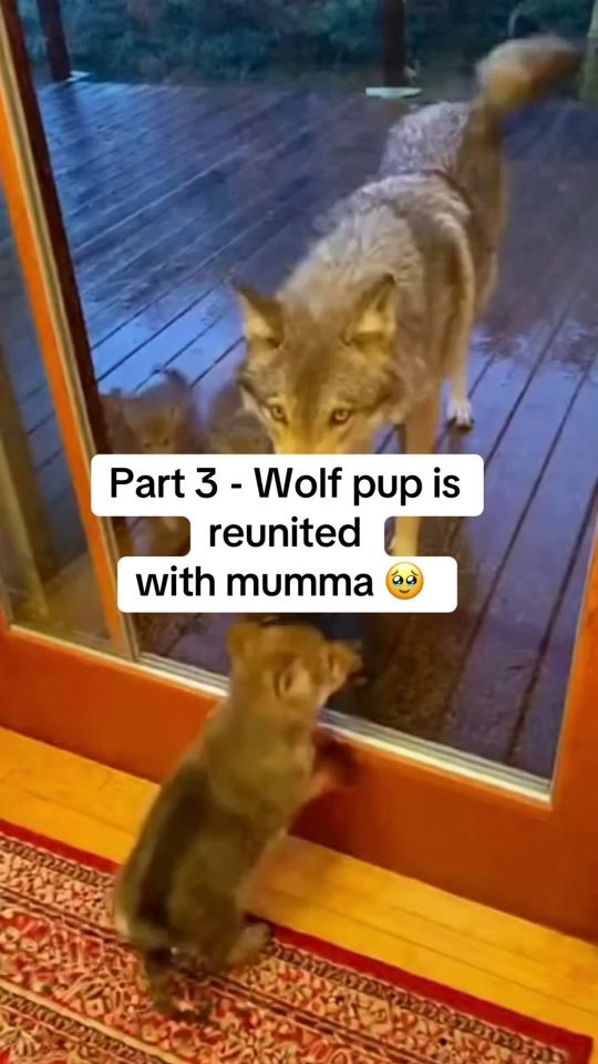 TikTok video thumbnail by animal.kingdom1234