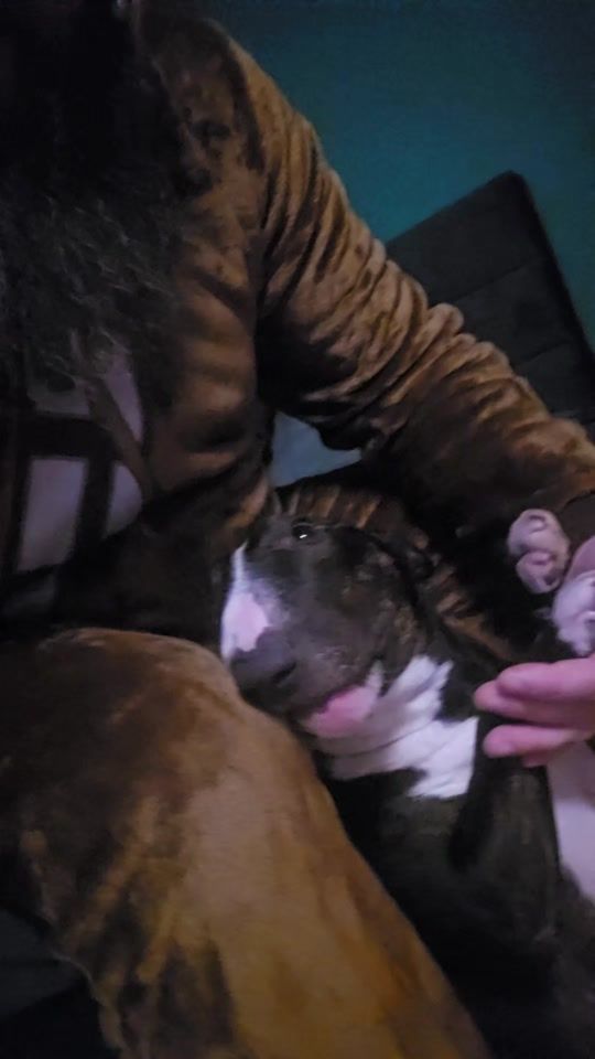 TikTok video thumbnail by mogli_der_minibulli