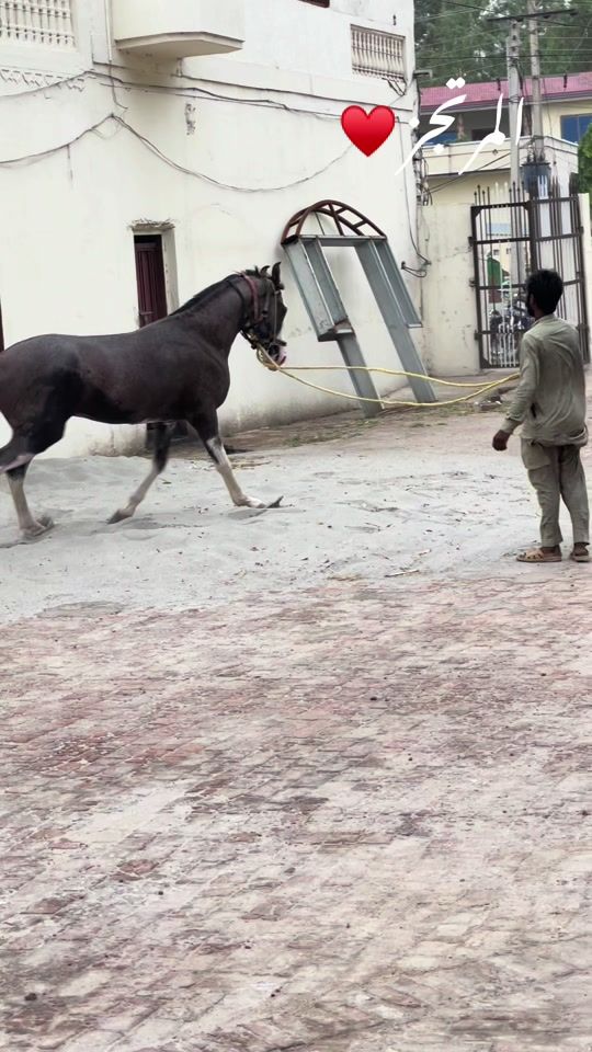 TikTok video thumbnail by horsesofpakistan1