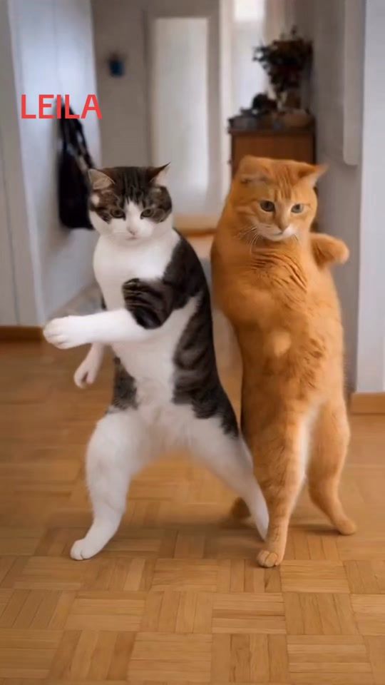 TikTok video thumbnail by leilareina