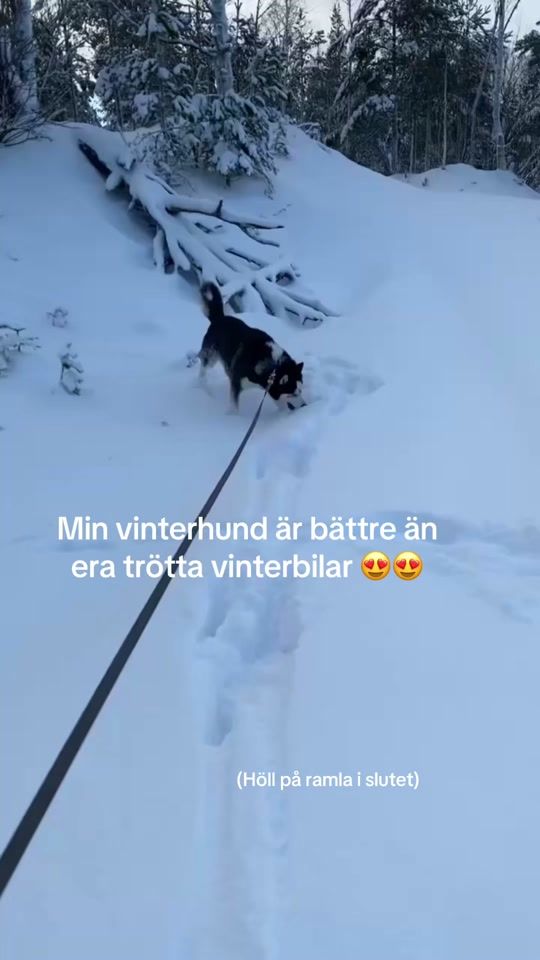 TikTok video thumbnail by pikkan.1