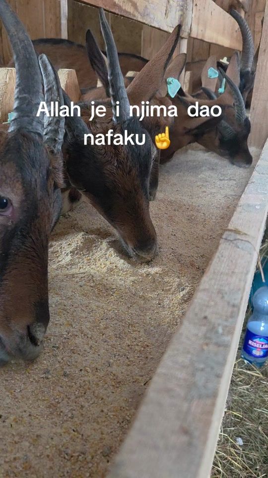 TikTok video thumbnail by aneljoemutapcic