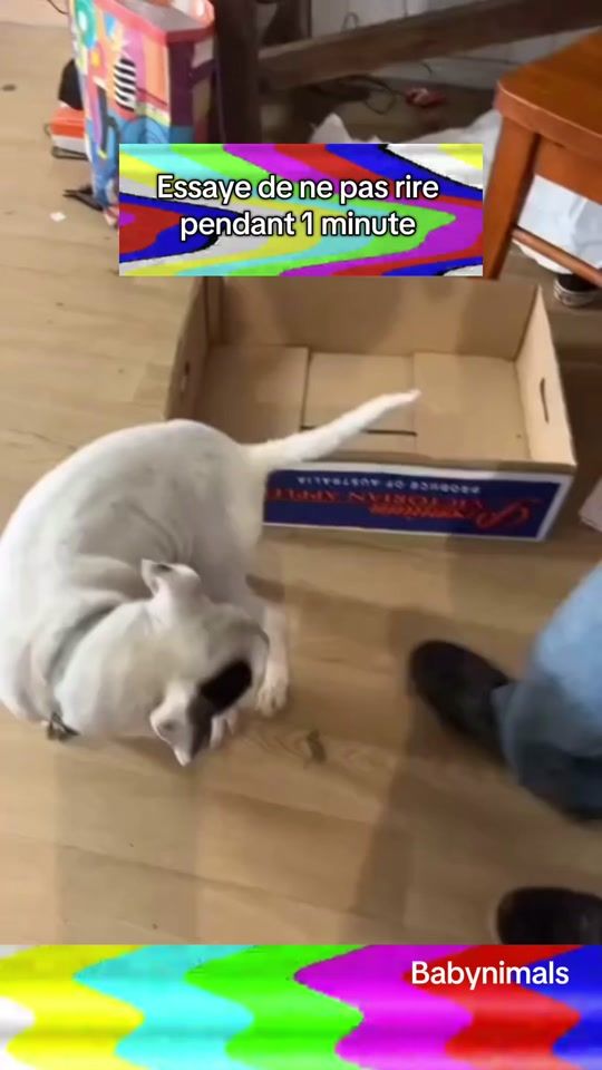 TikTok video thumbnail by babynimals