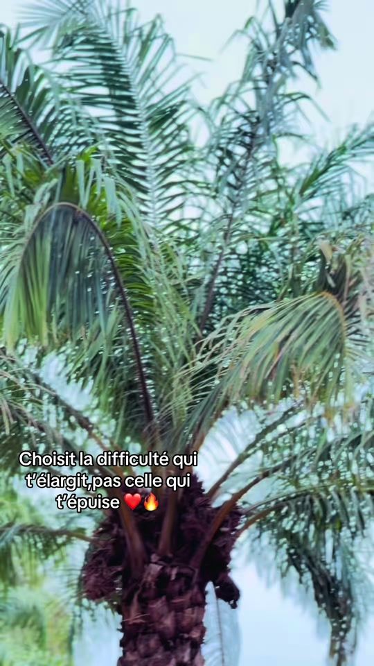 TikTok video thumbnail by vi_ta_le