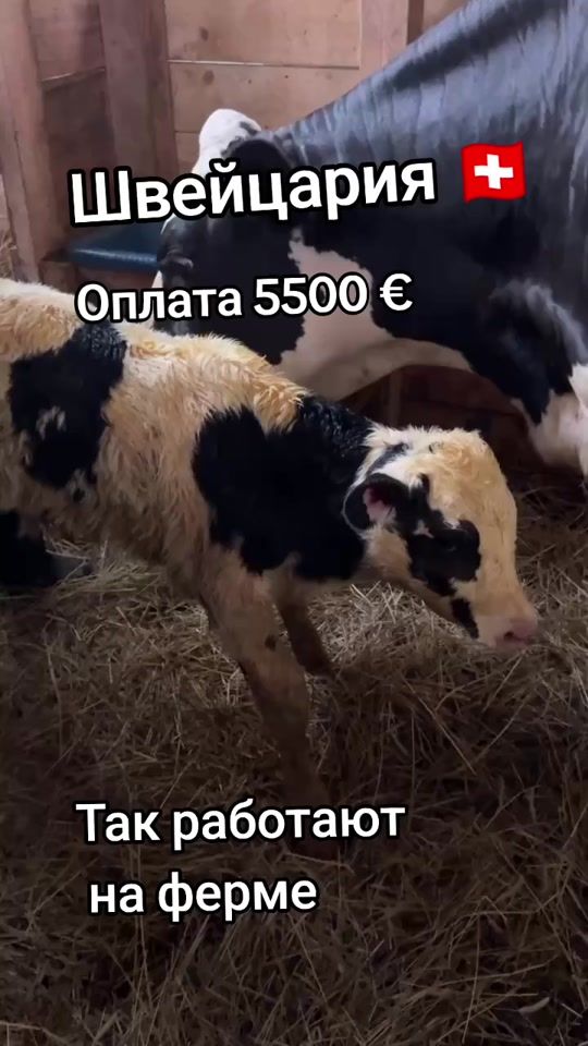 TikTok video thumbnail by rabbota25