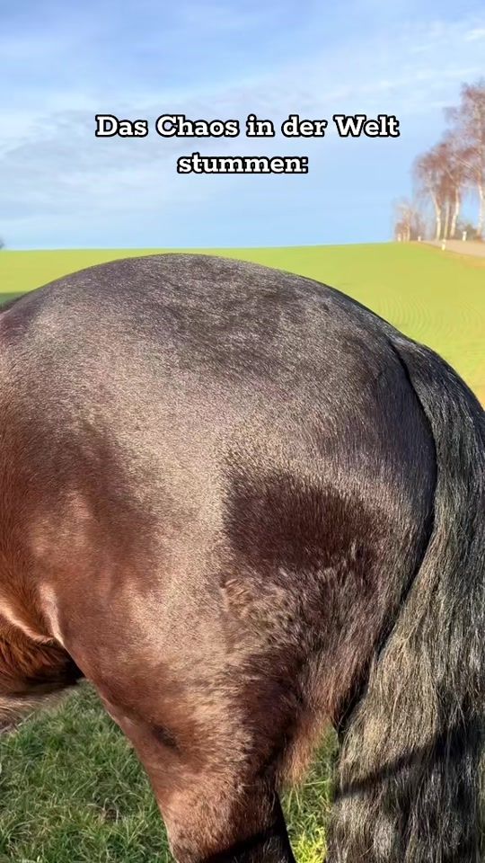 TikTok video thumbnail by thijs.equestrian
