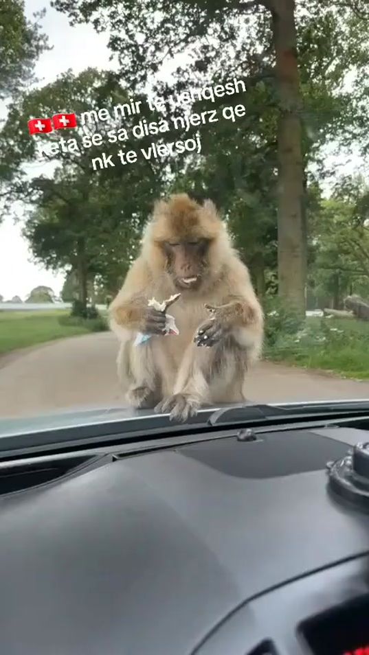 TikTok video thumbnail by tego___