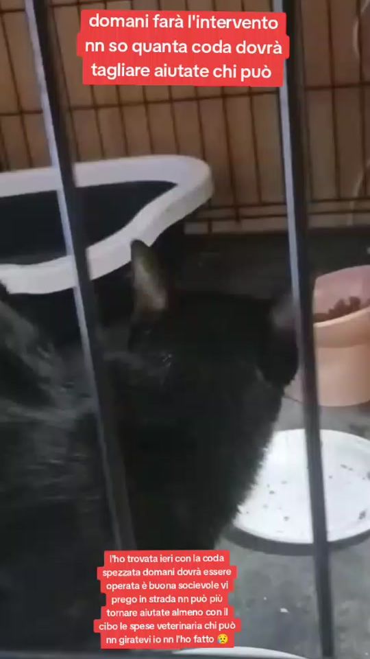 TikTok video thumbnail by annareee08