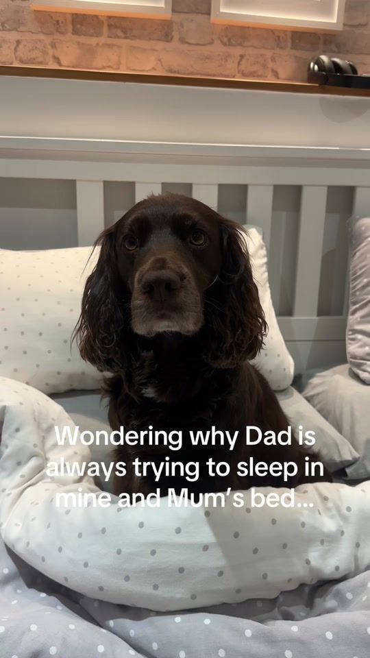 TikTok video thumbnail by neens_pawsandpassport